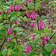 Ribes sanguineum