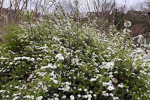 Bridal-spray: Spiraea x arguta