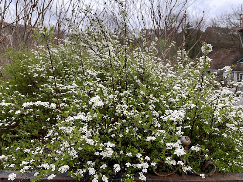 Spiraea x arguta - © Charles Hipkin