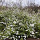 Spiraea x arguta