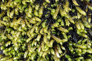 Claw Brook-moss: Hygrohypnella ochracea