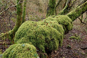 Slender Mouse-tail Moss: Isothecium myosuroides