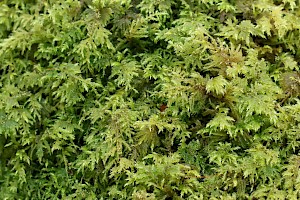 Slender Mouse-tail Moss: Isothecium myosuroides