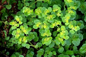 Opposite-leaved Golden-saxifrage: Chrysosplenium oppositifolium