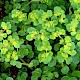 Chrysosplenium oppositifolium