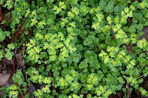 Opposite-leaved Golden-saxifrage: Chrysosplenium oppositifolium