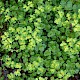 Chrysosplenium oppositifolium