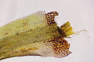 Rusty Swan-neck Moss: Campylopus flexuosus