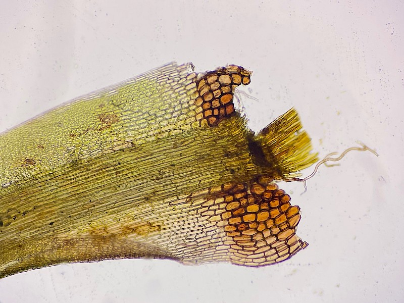 Campylopus flexuosus - © Charles Hipkin