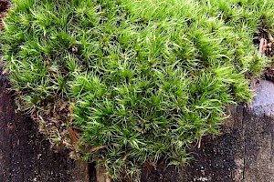 Rusty Swan-neck Moss: Campylopus flexuosus