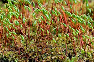 Capillary Thread-moss: Bryum capillare