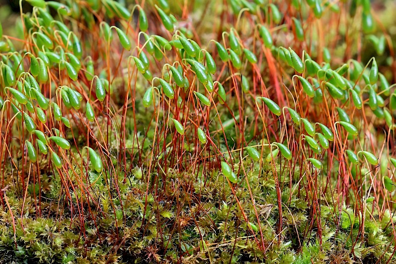 Bryum capillare - © Charles Hipkin