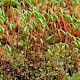 Bryum capillare