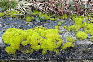 Frizzled Crisp-moss: Tortella tortuosa