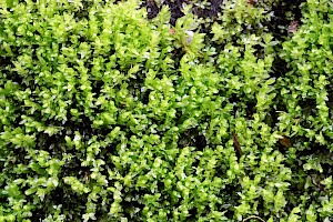 Starry Thyme-moss: Mnium stellare