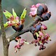 Ulmus glabra