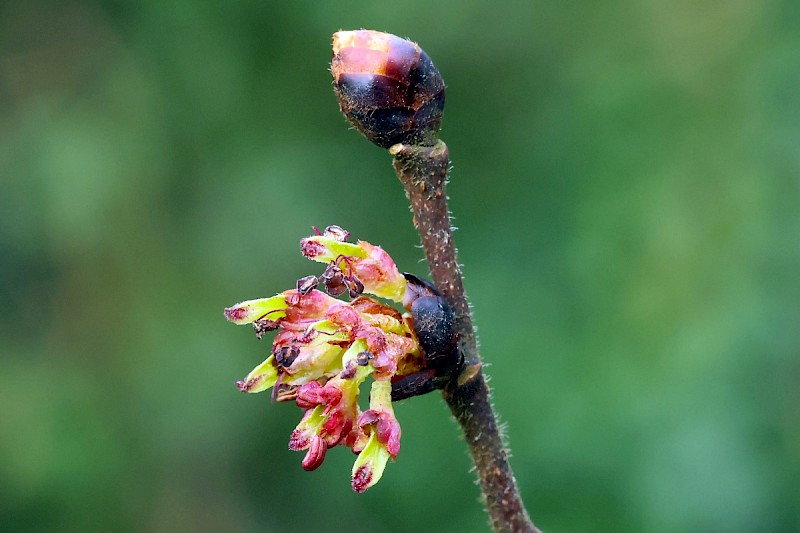 Ulmus glabra - © Charles Hipkin