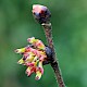 Ulmus glabra