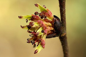 Wych Elm: Ulmus glabra