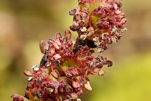 Wych Elm: Ulmus glabra