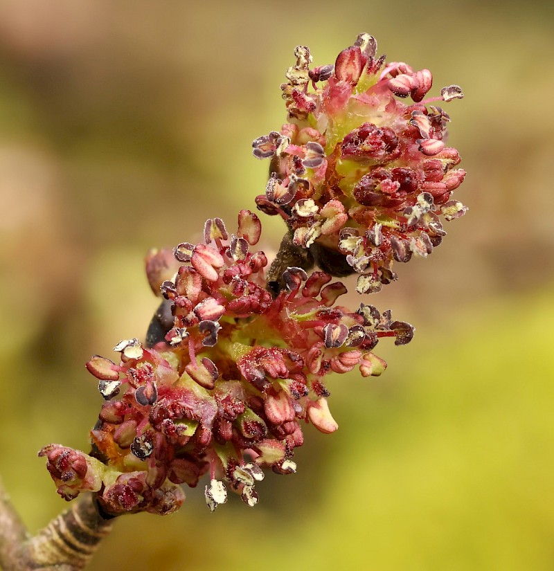 Ulmus glabra - © Charles Hipkin