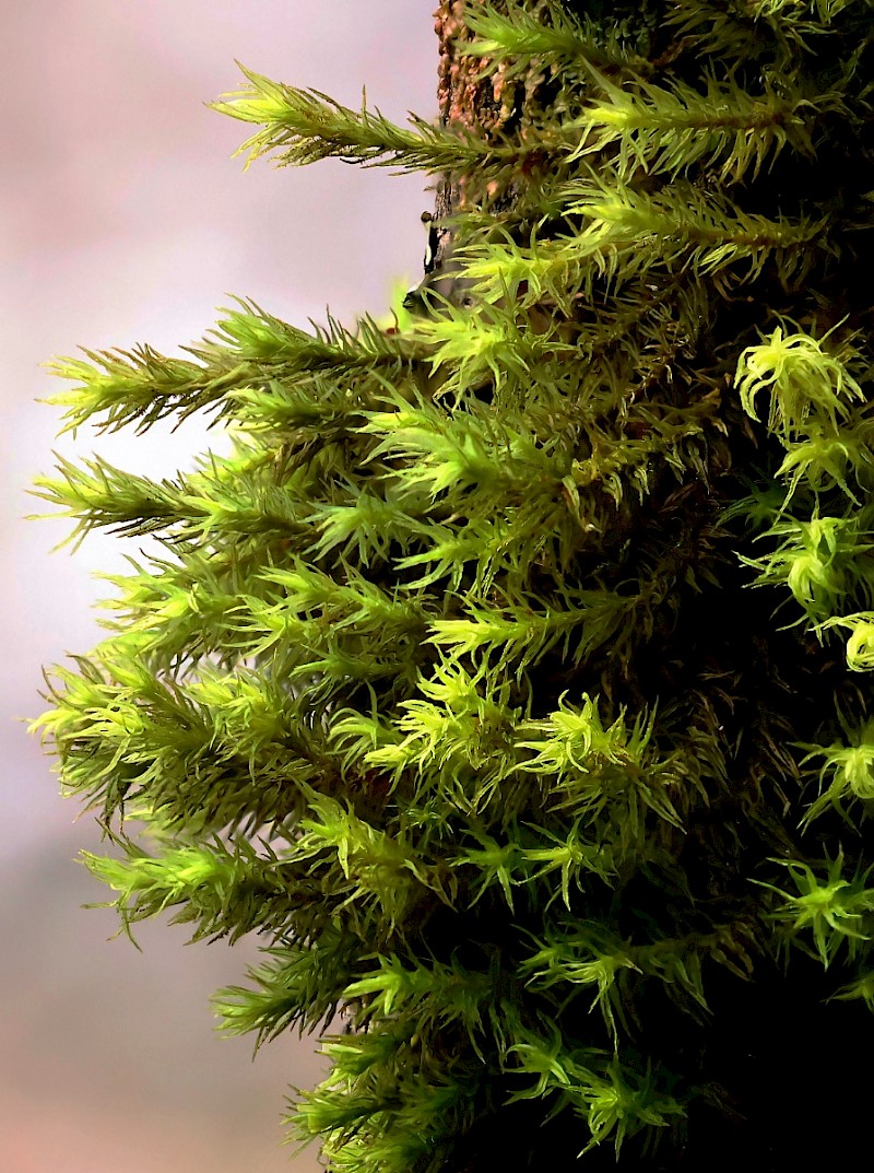 Pulvigera lyellii - © Charles Hipkin