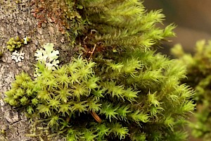 Lyell's Bristle-moss: Pulvigera lyellii