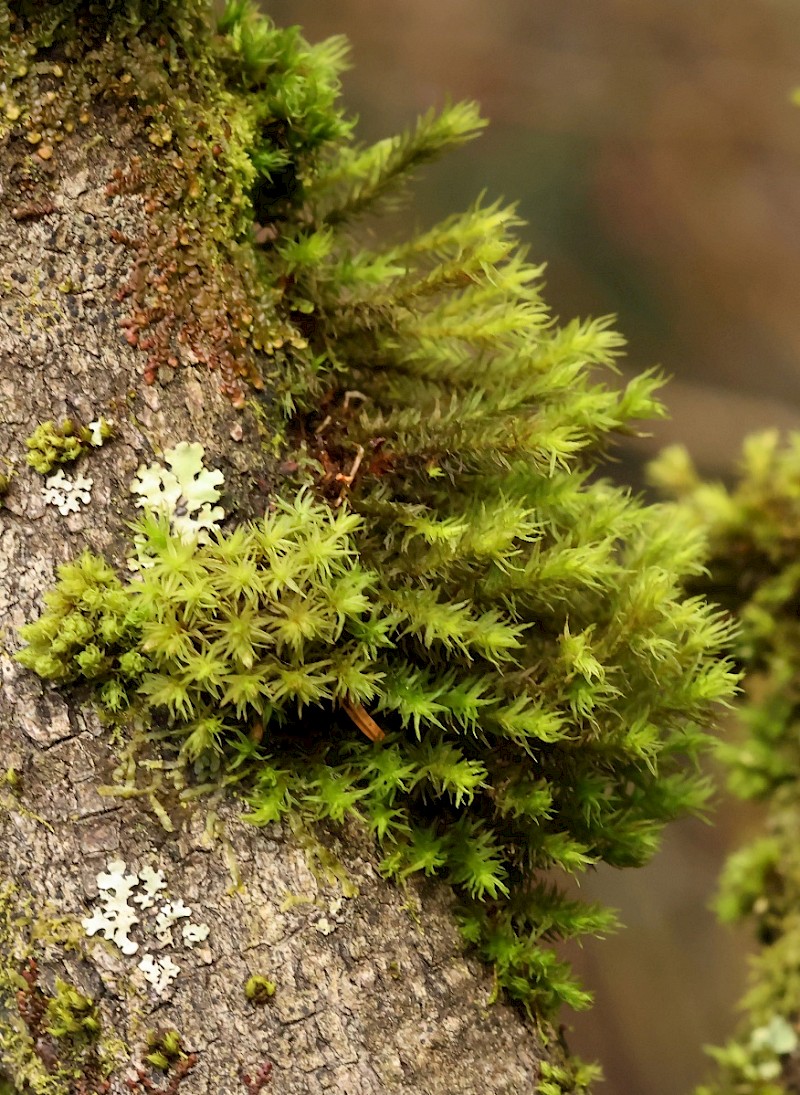 Pulvigera lyellii - © Charles Hipkin