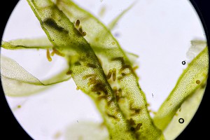 Lyell's Bristle-moss: Pulvigera lyellii