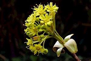 Norway Maple: Acer platanoides