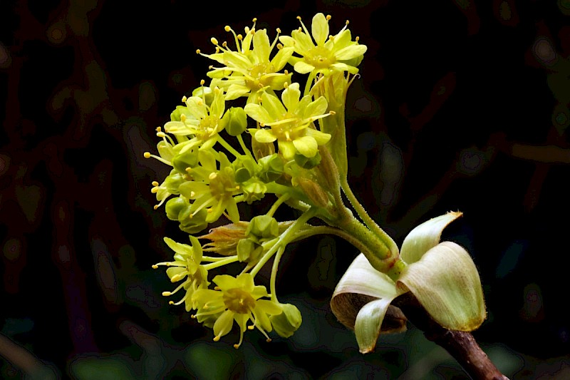 Acer platanoides - © Charles Hipkin