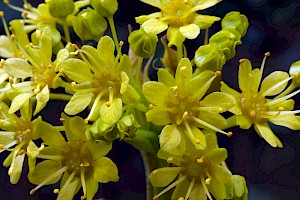 Norway Maple: Acer platanoides