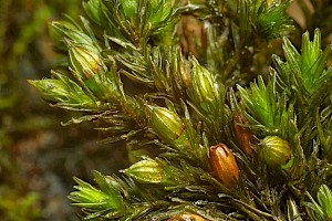 River Bristle-moss: Orthotrichum rivulare