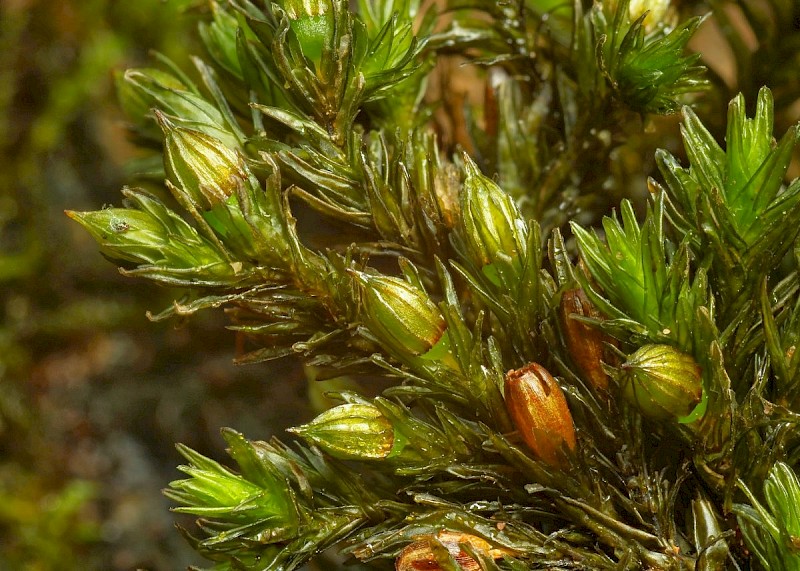 Orthotrichum rivulare - © Barry Stewart