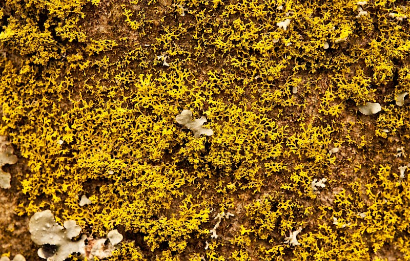 Candelaria concolor - © Charles Hipkin