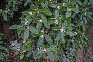 Osmanthus fragrans Fragrant Olive