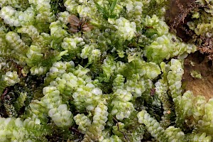 Common Pouchwort: Calypogeia fissa