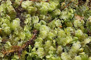 Common Pouchwort: Calypogeia fissa