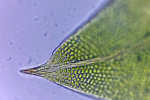 Green Pocket-moss: Fissidens viridulus