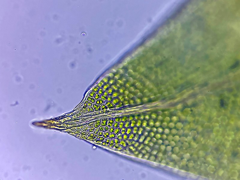 Fissidens viridulus - © Charles Hipkin