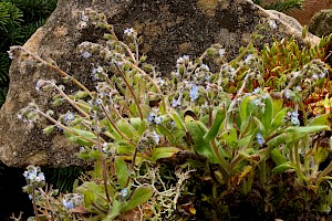 Early Forget-me-not: Myosotis ramosissima