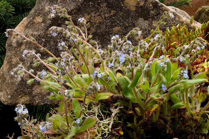 Myosotis ramosissima - © Charles Hipkin