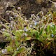 Myosotis ramosissima