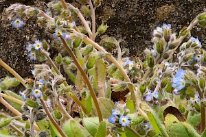 Early Forget-me-not: Myosotis ramosissima