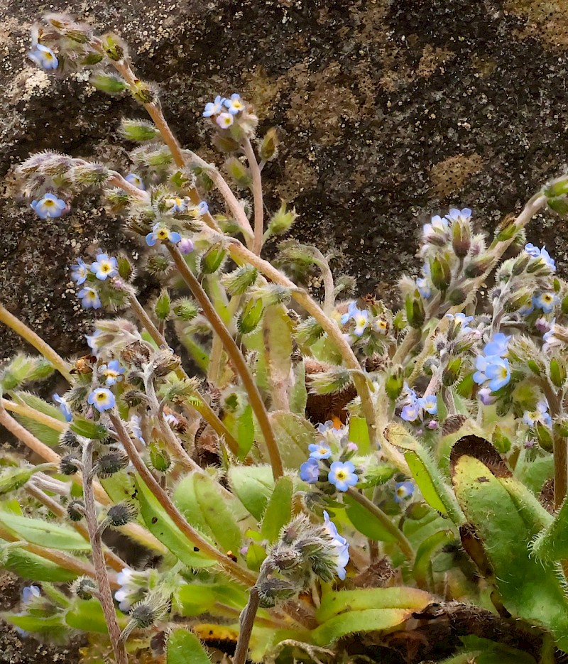 Myosotis ramosissima - © Charles Hipkin