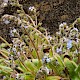 Myosotis ramosissima