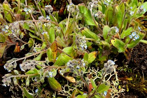 Early Forget-me-not: Myosotis ramosissima