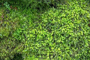 Juicy Silk-moss: Plagiothecium succulentum