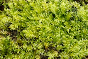 Juicy Silk-moss: Plagiothecium succulentum