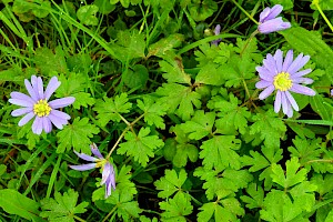 Balkan Anemone: Anemone blanda